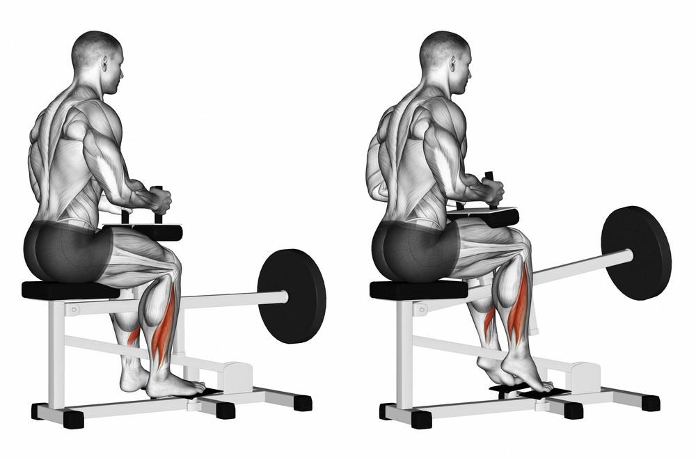 Commercial Seated Calf Raise 14